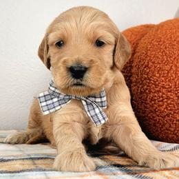 Wilder - Apricot male Goldendoodle puppy in Temecula, California from Oodles O'Doodles