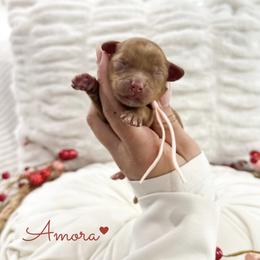 Amora - Caramel red female Australian Labradoodle puppy in Palmdale, California from Doodles_Ko