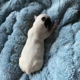 Brody - Black and white male Chihuahua puppy in Red Bluff, California from Aye Chihuahua