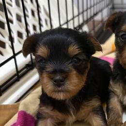 Yorkshire Terriers from Leigh Brummel