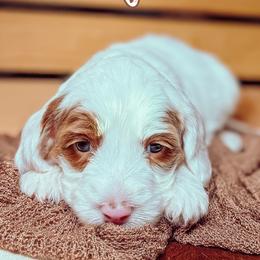 Tawny - Caramel cream female Australian Labradoodle puppy in Decatur, Alabama from Southern Meadows Doodles