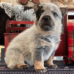 Queen Boy 5 - Blue speckled male Australian Cattle Dog puppy in Monroe, Louisiana from The Sweet Kennels