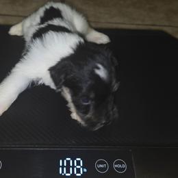 Alfalfa - Parti male Miniature Schnauzer puppy in Bloomington, California from Michael's Minis