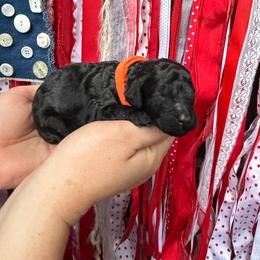 Girl 6 - Black female Poodle puppy in Fairfield, North Carolina from Leaning T Ranch