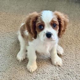 Boy - Blenheim male Cavalier King Charles Spaniel puppy in Austin, Texas from Ikis & Grace King Charles Cavelier Spaniels