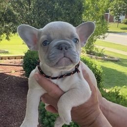 Boy 5 - male French Bulldog puppy in Bolingbrook, Illinois from Yara the Frenchie