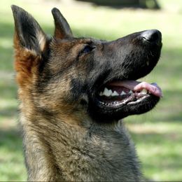 Pina - German Shepherd