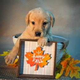 Fern - Yellow female Labrador Retriever puppy in Isle, Minnesota from Dog Ear Outfitters