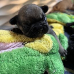 Charlie - Fawn female French Bulldog puppy in Neenah, Wisconsin from Mimosa Acres French Bulldogs LLC