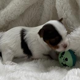 Freckles AKC - Chocolate, tan and white female Yorkshire Terrier puppy in Labelle, Florida from Chocolate and Parti Yorkies in Florida