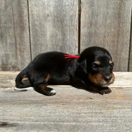 Storm - Black and tan male Dachshund puppy in South Willard, Utah from Doxies in the Sun