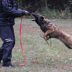 Belgian Tervuren Puppies from EnHommage Belgian Shepherds