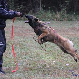 Belgian Tervuren Puppies from EnHommage Belgian Shepherds
