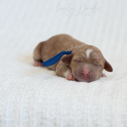 Blue Collar Boy - Caramel male Australian Labradoodle puppy in Thousand Oaks, California from Lovely Doodle Lane