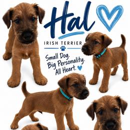 Boy 2 - Red male Irish Terrier puppy in Austin, Texas from ATX Irish Terriers