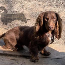 Dachshund Puppies from Camacho_Dachshunds