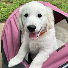 Austin- Smarty - Light golden Golden Retriever puppy in Denton, Texas from Farley Goldens