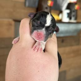 Gwen - Black and tan female Pembroke Welsh Corgi puppy in Anderson, California from Flying K Corgis