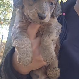 Dachshunds from Tae's puppy business