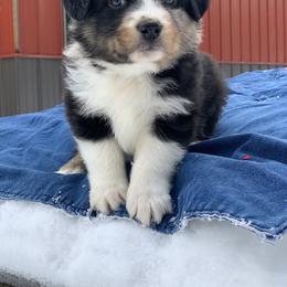 Australian Shepherd Puppies from Juno Homestead Aussies