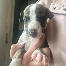 Girl 2 - Fawn brindle female Whippet puppy in Corry, Pennsylvania from Sara's Whippets