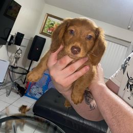 Dachshund All Grown Up from Briana's Dachshunds