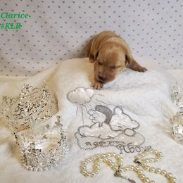 Dilute Retriever and Labrador Retriever Puppies from Kilgore’s Labrador Retrievers