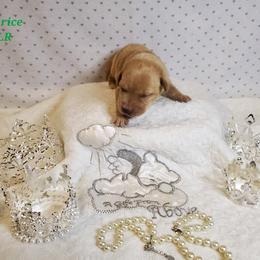 Dilute Retriever and Labrador Retriever Puppies from Kilgore’s Labrador Retrievers