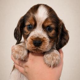 Chip - Liver and white male English Springer Spaniel puppy in Fort White, Florida from Thunderbird Springers