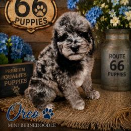 Boy 5, Marlin - Blue merle male Bernedoodle puppy in Delphos, Ohio from Route 66 Puppies