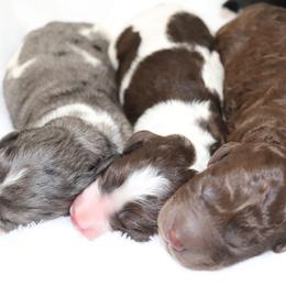 Clove - Chocolate male Goldendoodle puppy in Stratford, New Jersey from Meadow Lark Doodles