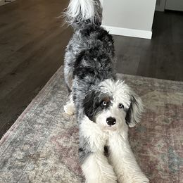 Bonnie - Bernedoodle