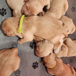 Golden Retriever Puppies from Golden Ratio Retrievers