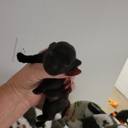 Yorkshire Terrier Puppies from Glitter And Glitz Yorkies