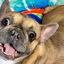 French Bulldogs from Fantastic Frenchies