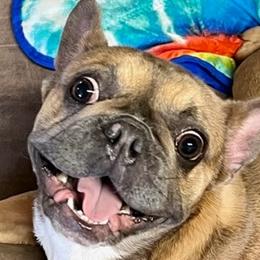 French Bulldogs from Fantastic Frenchies