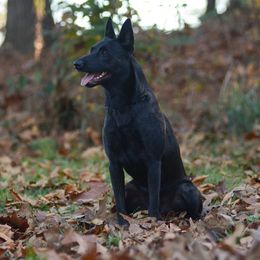 Sig - Dutch Shepherd