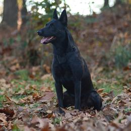Sig - Dutch Shepherd