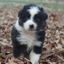 Balto-1100 - Black tri-color male Australian Shepherd puppy in Star City, Arkansas from Blush & Lace Aussie Co.
