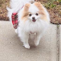 Tesla - Pomeranian