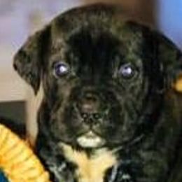 Cane Corso from Forever Strong kennel
