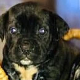 Cane Corso from Forever Strong kennel