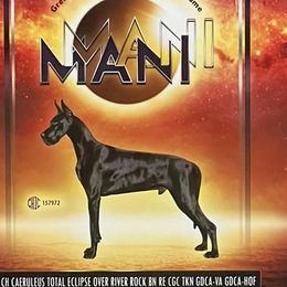 Mani - Great Dane