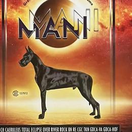 Mani - Great Dane