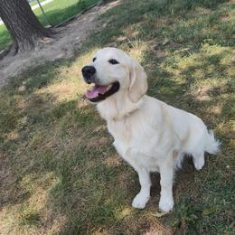 Nova - Light golden female Golden Retriever puppy in Seymour, Missouri from High Road Golden Retrievers