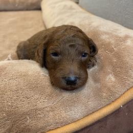 Boy 3 - Red male Cavapoo puppy in Sugarcreek, Ohio from True Hearted Doodles