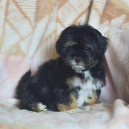 Juni (per) - Black and white female Shichon puppy in Delta, Colorado from PTK Ranch