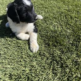 Anatolian Shepherd Dog, Aussiedoodle, and Scottish Terrier Puppies from Lee Valley Scotties