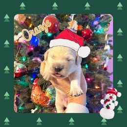 Golden Retriever Puppies from Ruff Life Goldens