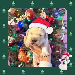 Golden Retriever Puppies from Ruff Life Goldens